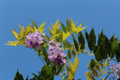 Wisteria floribunda - visterie květnantá - květenství a listy